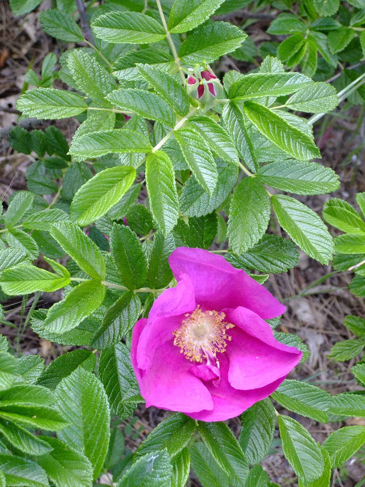 TANGO(sea of Kyoto) Tourist Information Japanese Rose (In Japanese