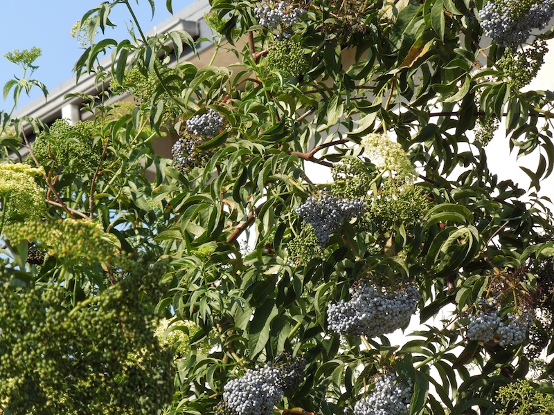 barb s garden observations e is for elderberry barb s garden observations e is for elderberry