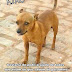 Cachorro desaparece em Mundo Novo