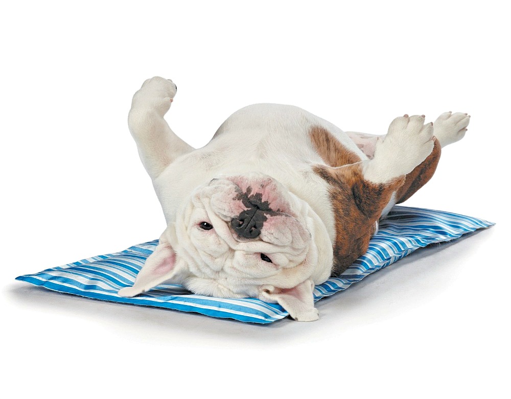 A Cooling Bed for Dogs A Cooling Bed for Dogs | How to Keep a Dog Cool in the Summer (www.danslelakehouse.com)