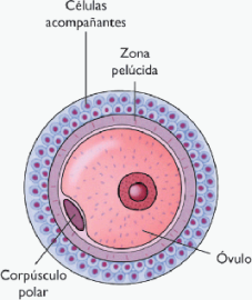 celula reproductora femenina