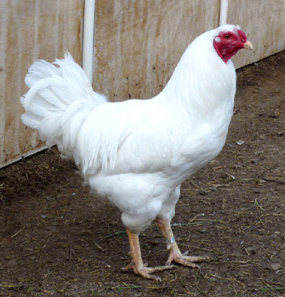 chickens that are good egg layers, chantecler chicken