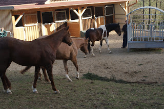 JAC`s Stable: Kapitel 51) Die große Kuh-Aufregung oder doch Cow-Sense