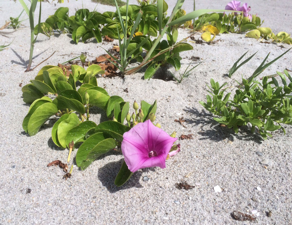 Today in Cocoa Beach Cocoa Beach Sand Flower