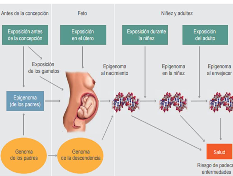 diabetes mellitus tipo 2 pdf medigraphic