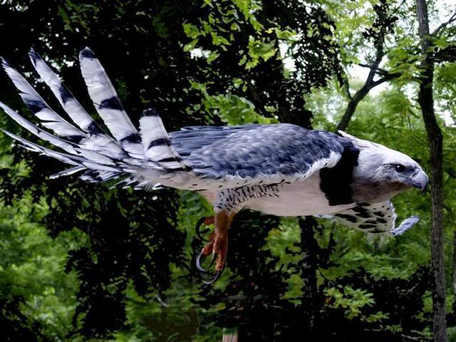 A harpy in flight. A harpy in flight.