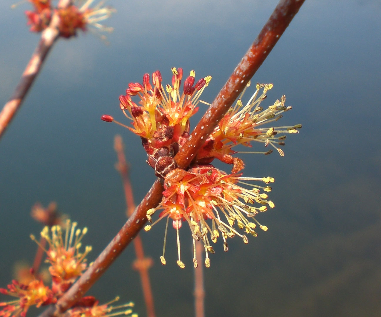 Woods Walks and Wildlife: Look it&rsquo;s a baby! And other things, too