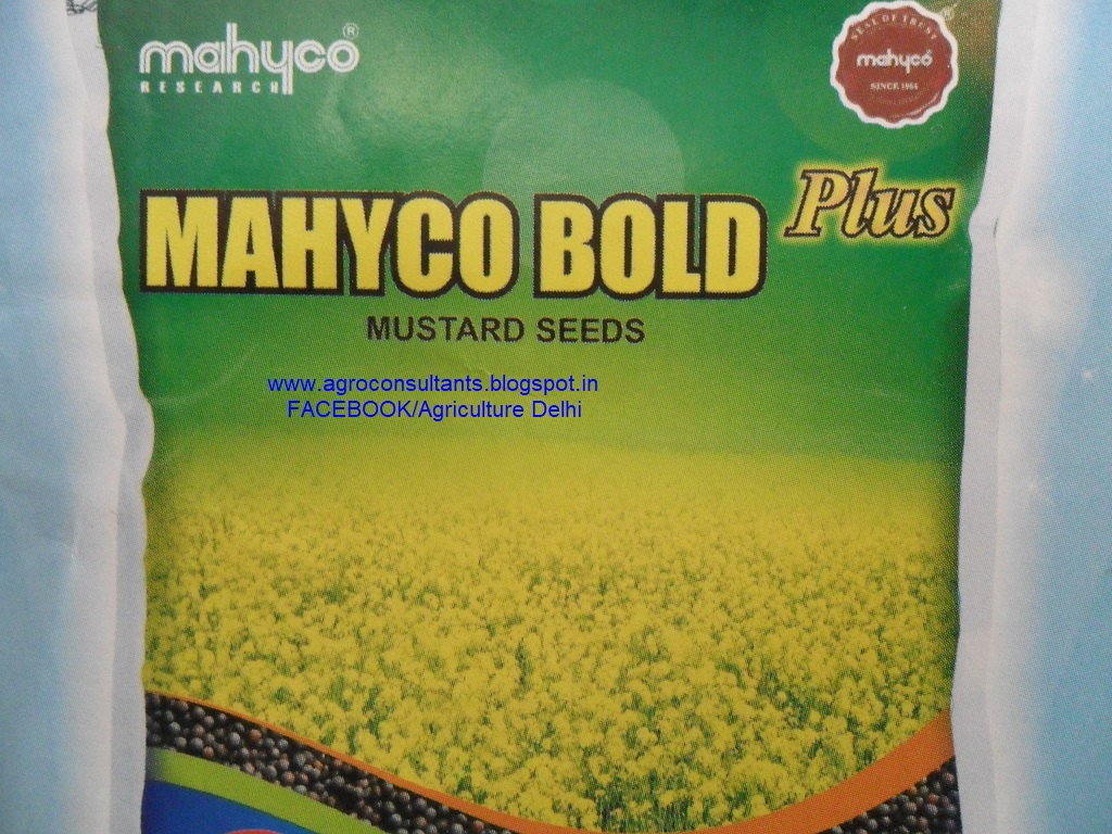 Somesh Jha Mustard sag TORIA raya lahi sarson saro