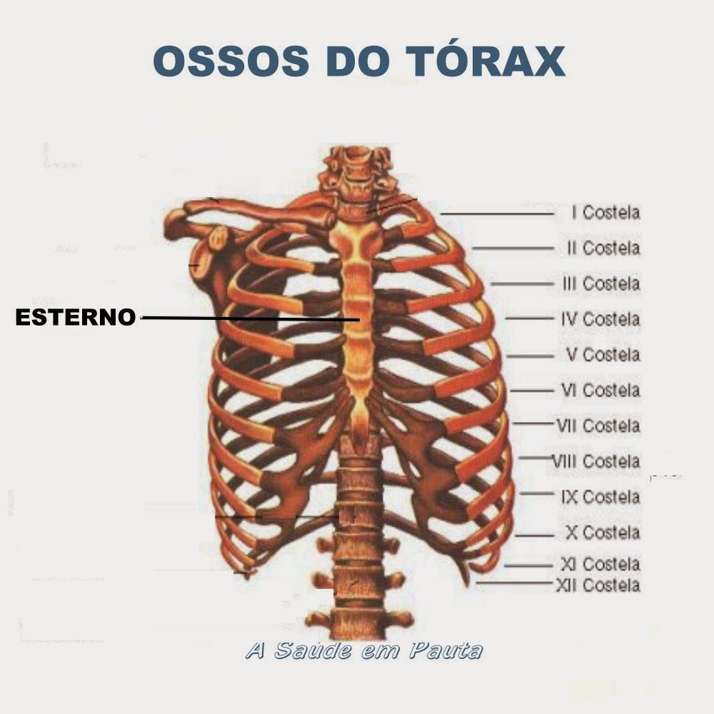 Nomes Dos Ossos Do Corpo Humano Nomes Dos Ossos Do Corpo Humano