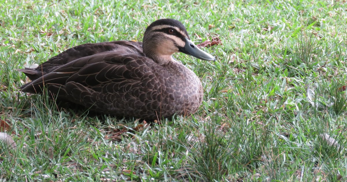Bird & Travel Photos, Birding Sites, Bird Information: PACIFIC BLACK