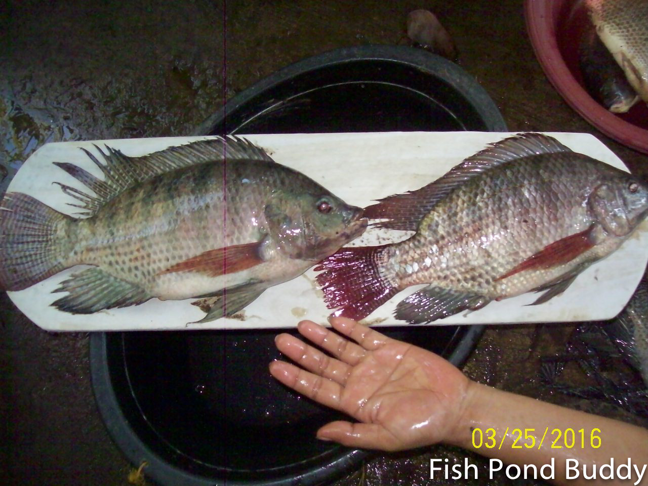 Fish Pond Buddy How to Clean and Make Sundried Tilapia