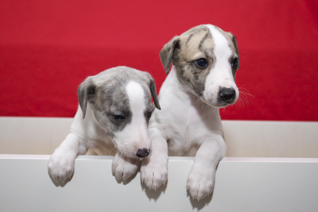 Whippet kennel Tenderline Mali kobacajčki, njihov 33. dan