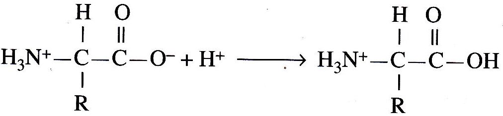 KIMIA ORGANIK II: proteinProtein merupakan senyawa terpenting penyusun