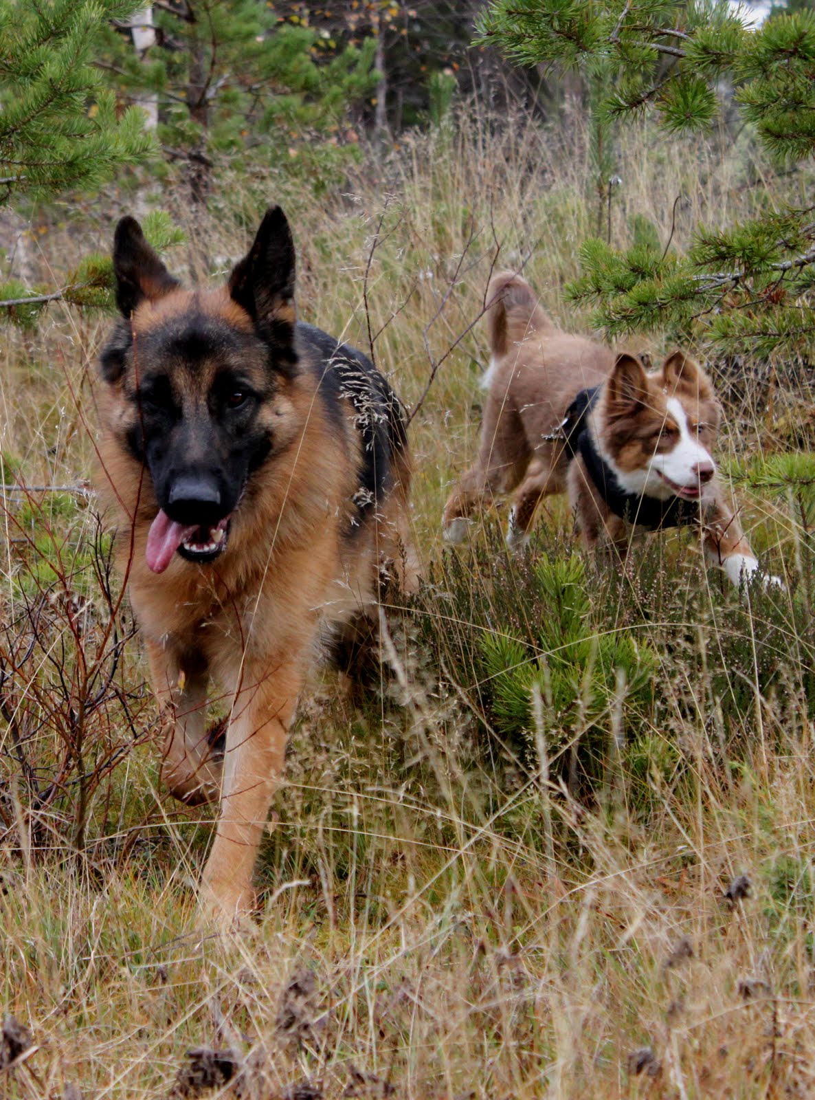 Welleg rdens Kennel Fin Fina Hundbilder 