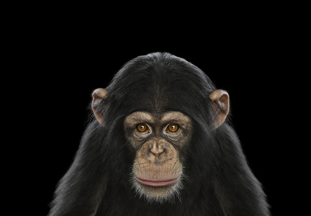 I-Create-Studio-Portraits-of-Exotic-Animals-Looking-Directly-Into-the-Camera6__880