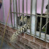 Leopardo se mete a una casa en la India y hiere a tres personas