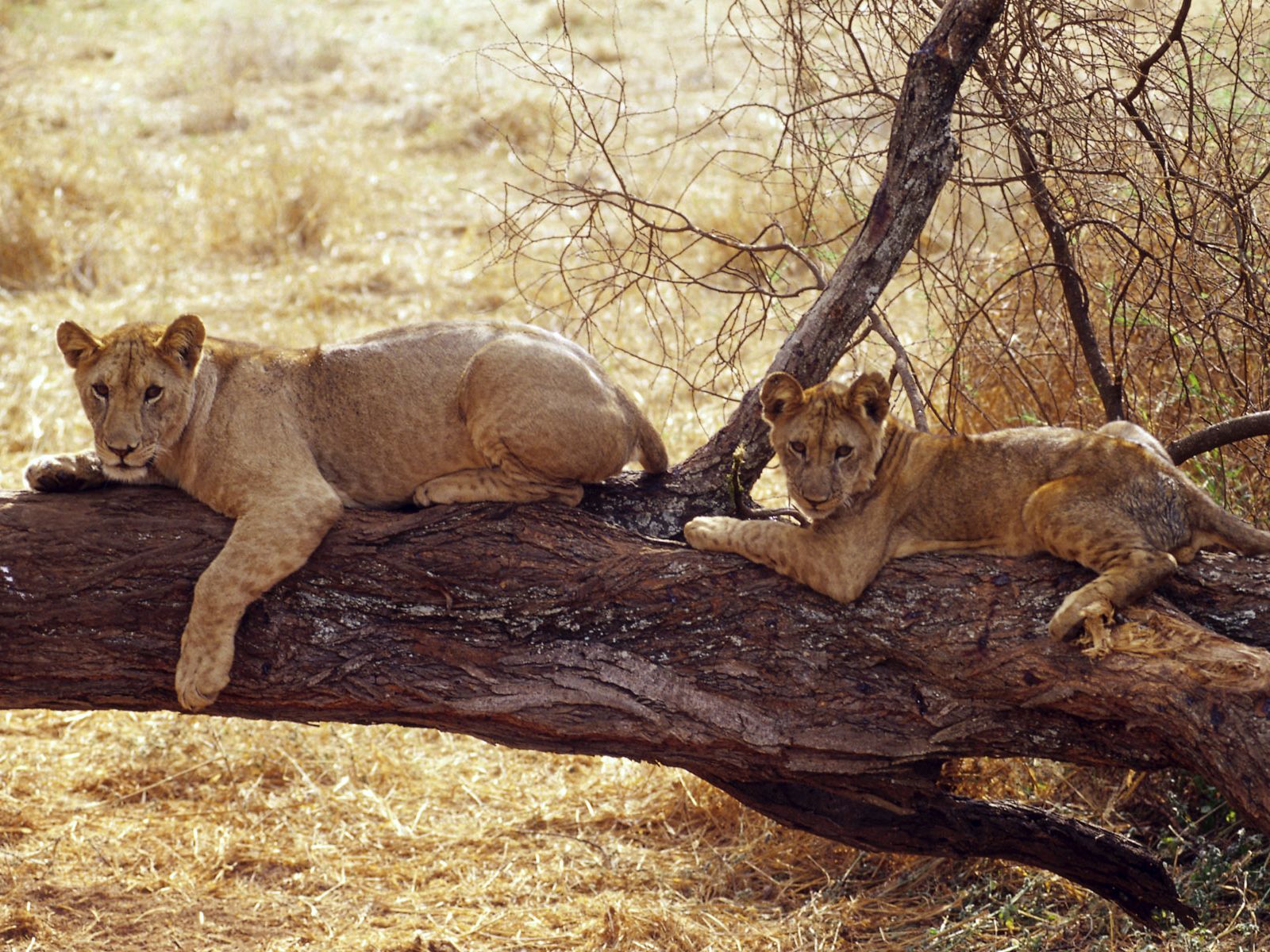 La animal. Африканский Лев. Картинки на рабочий стол львица с львенком. Львенок на дереве.