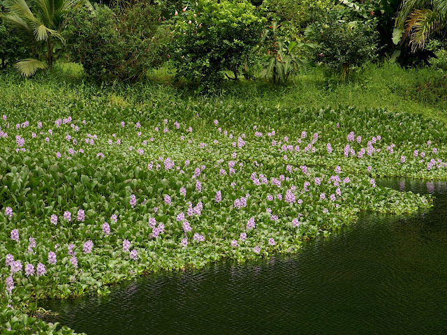 Eichornia crassipes Global Bilgiler