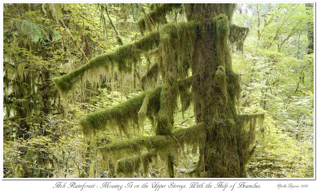 Hoh Rainforest: Mossing It on the Upper Storeys. With the Help of Branches.