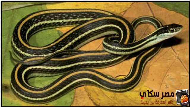 تعرف على 15 نوع من الثعابين الغير ضارة بالصور Snakes are not harmful تعرف على 15 نوع من الثعابين الغير ضارة بالصور Snakes are not harmful