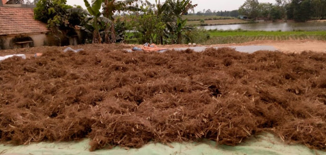Tắm nước lá mùi già kết hợp vài cây thảo dược khác chiều 30 Tết tốt cho sức khỏe Tắm nước lá mùi già kết hợp vài cây thảo dược khác chiều 30 Tết tốt cho sức khỏe