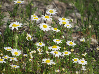 wildflower wednesday northern california wildflowers identification