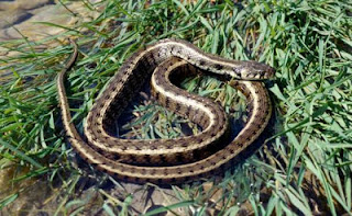 Διαμαρτυρίες πολιτών για ασυνήθιστη εμφάνιση φιδιών και στα ΙΩΑΝΝΙΝΑ . ΤΙ ΕΡΧΕΤΑΙ ;