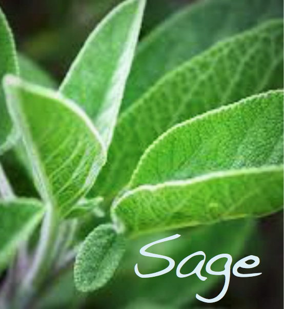 Sage in Magic