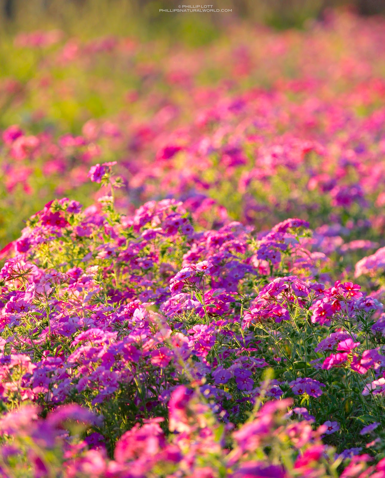 Featured image of post Wildflower Fields In Florida / Check out our wildflowers field selection for the very best in unique or custom, handmade pieces from our shops.