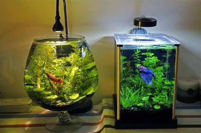 Aquarium Cupang Unik Berikut Gambarnya Yang Cantik Infoikan Com