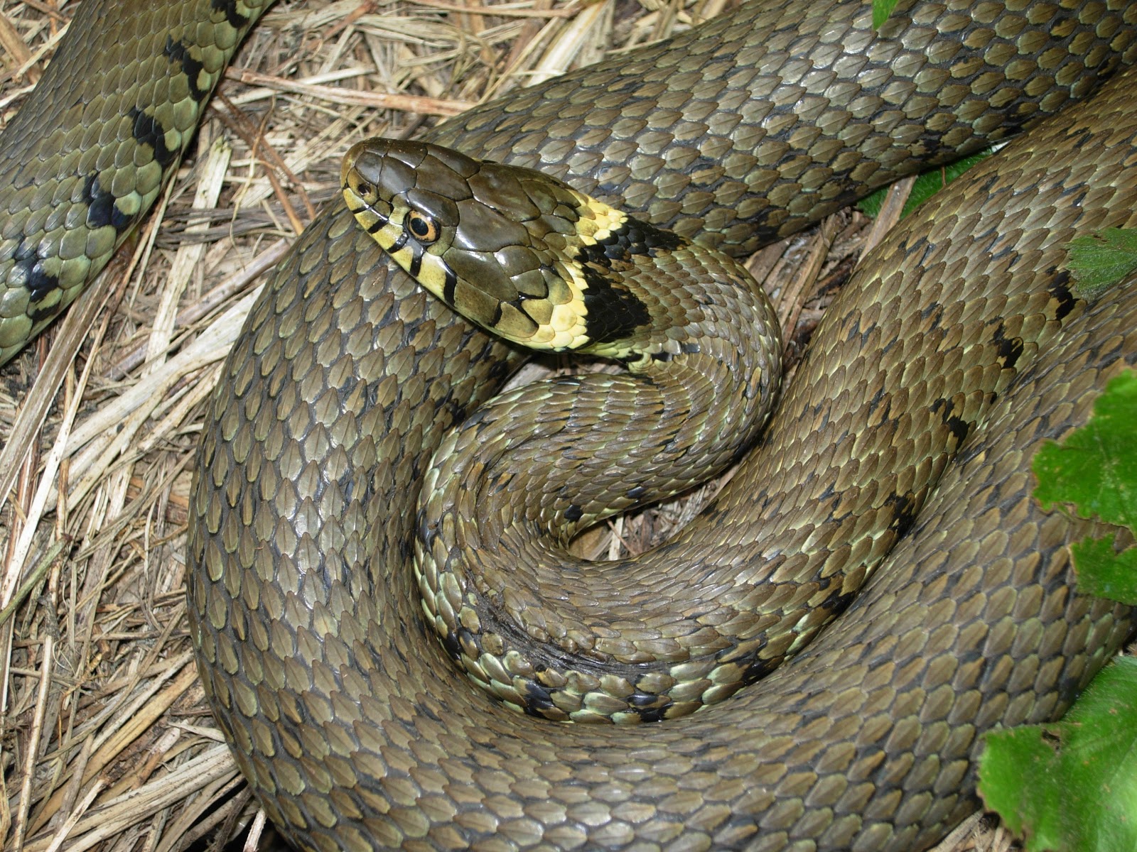Froglife news Dragon of the Month Grass Snake