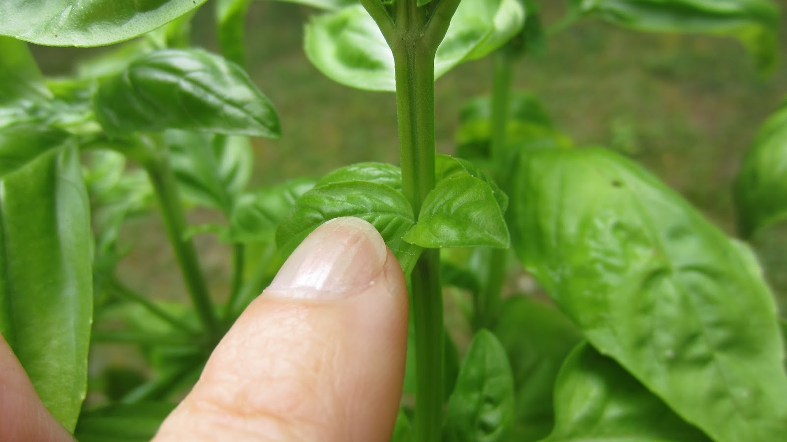 EasyMeWorld How To Dehydrate Basil