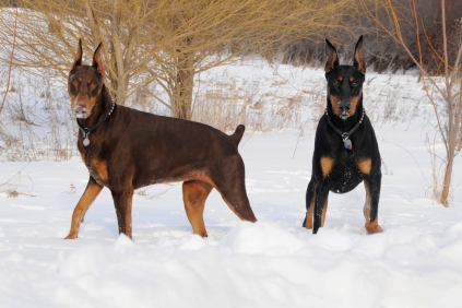 الدوبيرمان Doberman Pinscher الدوبيرمان Doberman Pinscher