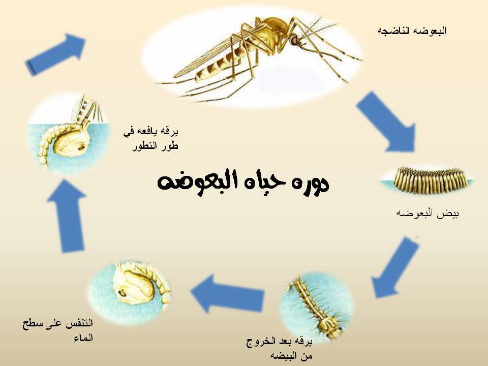 حل دورة حياة البعوض
