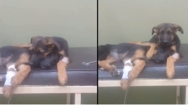 Cachorrinho conforta irmã doente durante seu tratamento no veterinário