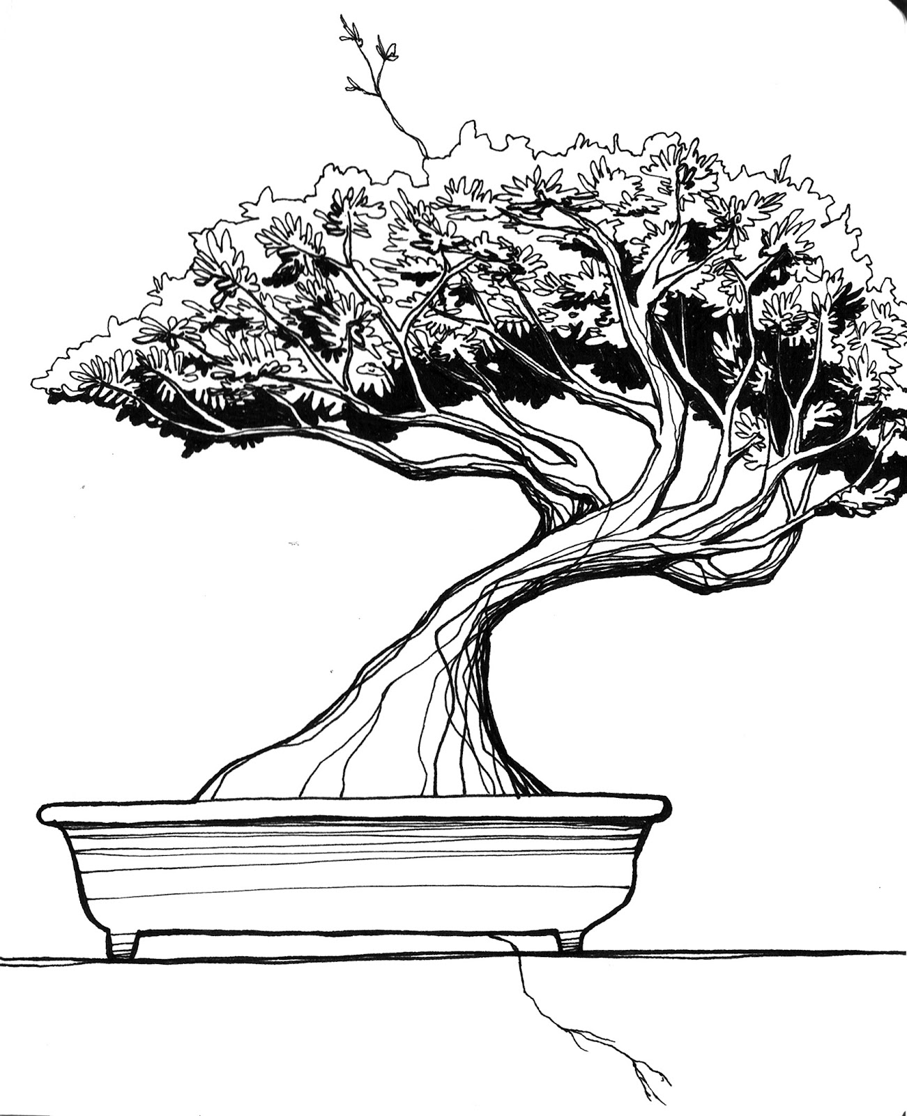 Beatriz rascunhos Bonsai