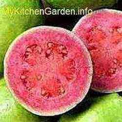 Picture of Guava Fruit