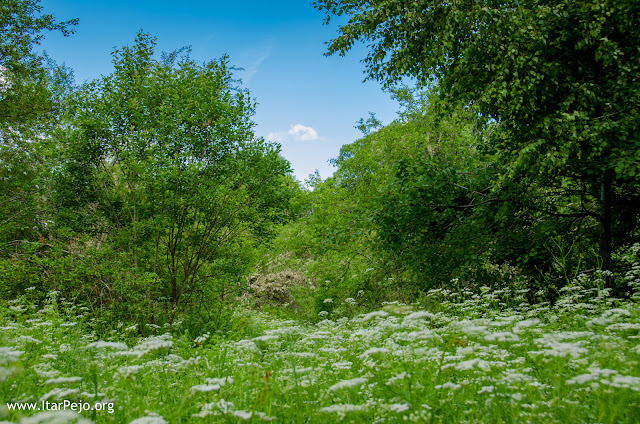 Flora, Mariovo region, Macedonia