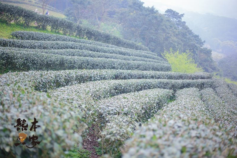 熊空茶園櫻花季|三峽熊空古窯|三峽同心茶園|三峽熊空櫻花園