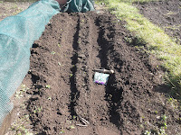 Allotment Growing - Sowing Peas