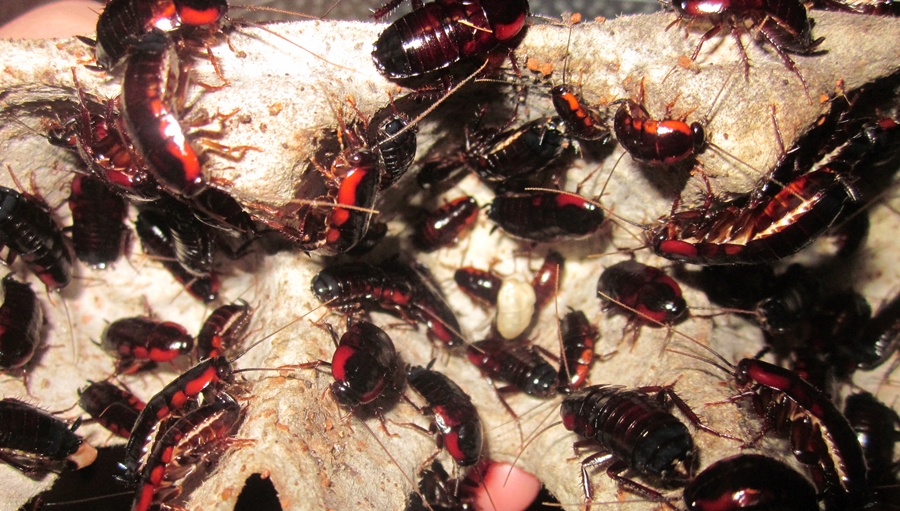Invertebrate Dude: Some More Cockroach Updates