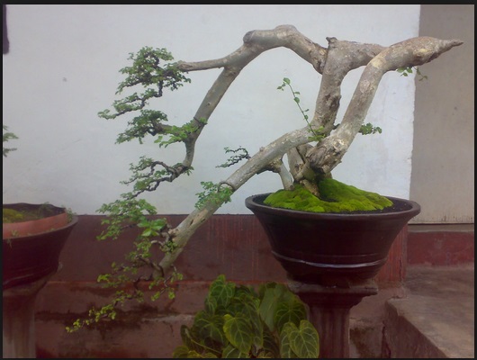 Bonsai Serut: Salah Satu Tanaman Primadona Orang Indonesia