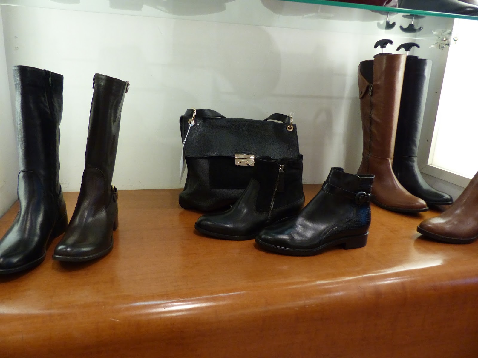salamander collection hiver