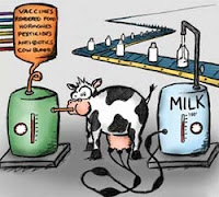 pharming ogm mucche da latte vignetta
