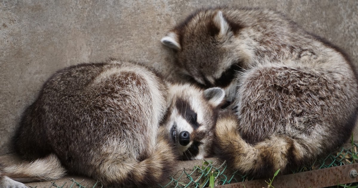 アライグマ性格