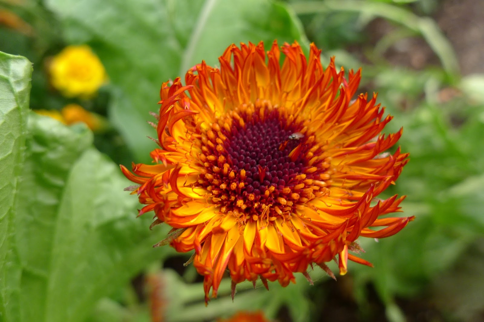 less-noise-more-green-the-comfort-of-a-garden-during-a-time-of-change