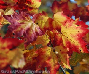 The Gr Rhizome Fertilize In Fall For Healthy Trees Improve The Health And Disease Tolerance Of Your Trees Shrubs Each Year By Supplementing Much Needed Nutrients Every Fall Using Fertilizer Spikes Or A