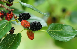 Khaisat daun murbei untuk diabetes manfaat daun murbei untuk kolesterol cara memasak daun murbei resep sayur daun murbei cara mengolah daun murbei untuk obat efek samping daun murbei cara membuat teh daun mulberry teh daun murbei cara konsumsi daun murbei
