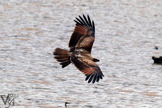 Juvenile Brahminy Kite in flight