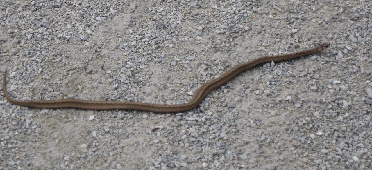 Kalamazoo Seasons: Brown Snake